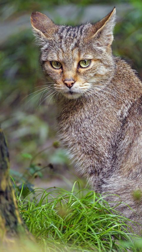 Download wallpaper 2160x3840 wild cat, animal, wildlife samsung galaxy s4, s5, note, sony xperia z, z1, z2, z3, htc one, lenovo vibe hd background