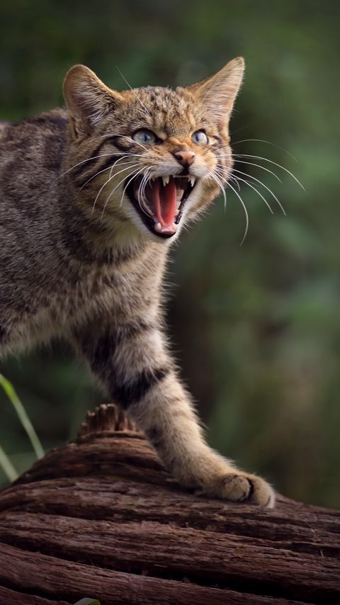 Download wallpaper 2160x3840 wild cat, cat, fangs, wildlife samsung galaxy s4, s5, note, sony xperia z, z1, z2, z3, htc one, lenovo vibe hd background