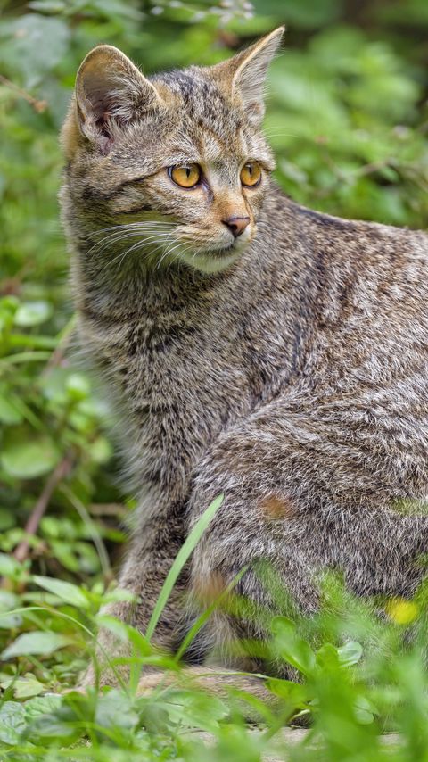 Download wallpaper 2160x3840 wild cat, cat, glance, animal, wildlife samsung galaxy s4, s5, note, sony xperia z, z1, z2, z3, htc one, lenovo vibe hd background