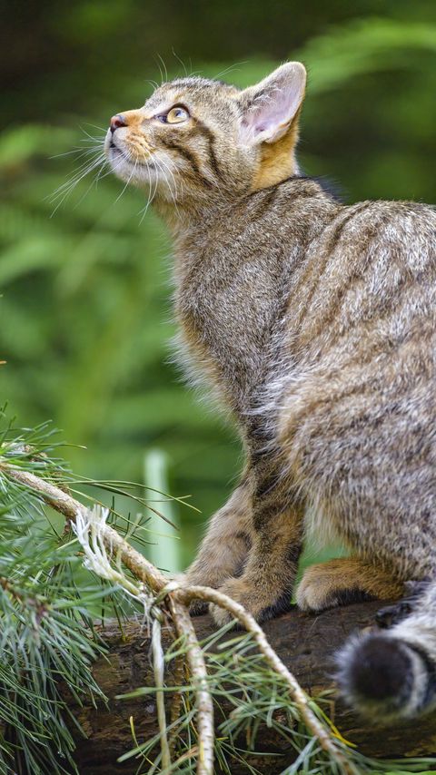 Download wallpaper 2160x3840 wild cat, glance, animal, tree, wildlife samsung galaxy s4, s5, note, sony xperia z, z1, z2, z3, htc one, lenovo vibe hd background