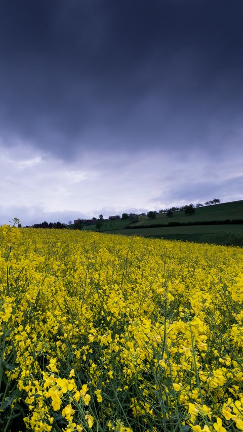 Download wallpaper 2160x3840 wild flowers, flowers, field, nature, yellow samsung galaxy s4, s5, note, sony xperia z, z1, z2, z3, htc one, lenovo vibe hd background