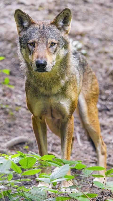 Download wallpaper 2160x3840 wolf, animal, glance, wildlife samsung galaxy s4, s5, note, sony xperia z, z1, z2, z3, htc one, lenovo vibe hd background