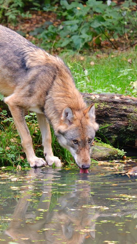 Download wallpaper 2160x3840 wolf, animal, water, protruding tongue, wildlife samsung galaxy s4, s5, note, sony xperia z, z1, z2, z3, htc one, lenovo vibe hd background