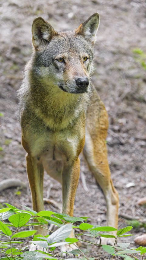 Download wallpaper 2160x3840 wolf, predator, animal, wildlife, glance samsung galaxy s4, s5, note, sony xperia z, z1, z2, z3, htc one, lenovo vibe hd background