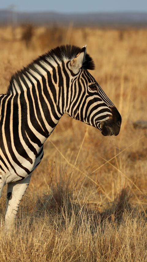 Download wallpaper 2160x3840 zebra, animal, field, grass, wildlife samsung galaxy s4, s5, note, sony xperia z, z1, z2, z3, htc one, lenovo vibe hd background