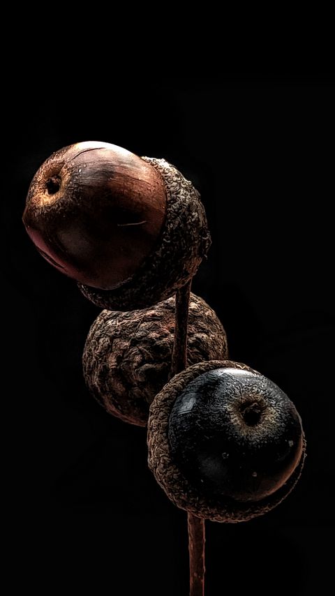 Download wallpaper 2160x3840 acorns, branch, macro, darkness samsung galaxy s4, s5, note, sony xperia z, z1, z2, z3, htc one, lenovo vibe hd background