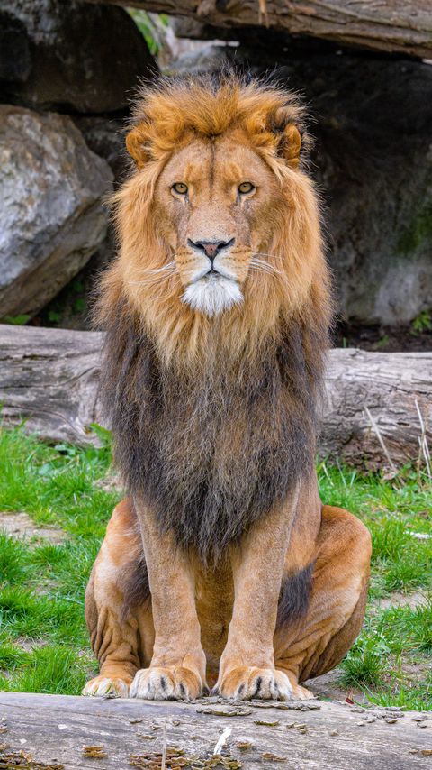 Download wallpaper 2160x3840 african lion, predator, big cat, animal samsung galaxy s4, s5, note, sony xperia z, z1, z2, z3, htc one, lenovo vibe hd background