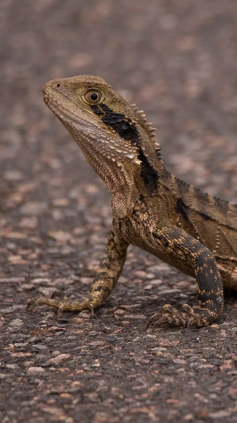 Download wallpaper 2160x3840 agama, reptile, lizard samsung galaxy s4, s5, note, sony xperia z, z1, z2, z3, htc one, lenovo vibe hd background