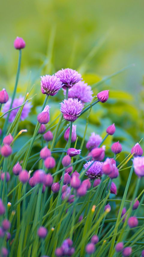 Download wallpaper 2160x3840 allium, flowers, plant, purple samsung galaxy s4, s5, note, sony xperia z, z1, z2, z3, htc one, lenovo vibe hd background