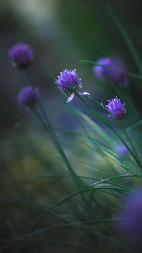 Download wallpaper 2160x3840 allium ledebourianum, flowers, buds, blur samsung galaxy s4, s5, note, sony xperia z, z1, z2, z3, htc one, lenovo vibe hd background