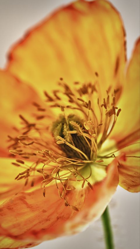 Download wallpaper 2160x3840 alstroemeria, flowers, petals, macro, orange samsung galaxy s4, s5, note, sony xperia z, z1, z2, z3, htc one, lenovo vibe hd background