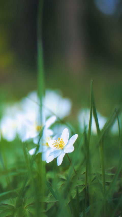 Download wallpaper 2160x3840 anemone, petals, flower, grass samsung galaxy s4, s5, note, sony xperia z, z1, z2, z3, htc one, lenovo vibe hd background