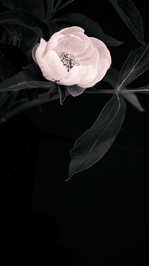 Download wallpaper 2160x3840 anemone, petals, flower, macro, white samsung galaxy s4, s5, note, sony xperia z, z1, z2, z3, htc one, lenovo vibe hd background