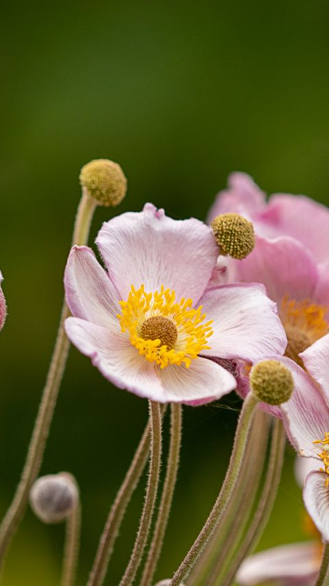 Download wallpaper 2160x3840 anemone, petals, flowers samsung galaxy s4, s5, note, sony xperia z, z1, z2, z3, htc one, lenovo vibe hd background