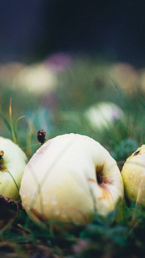Download wallpaper 2160x3840 apple, fruit, drops, grass samsung galaxy s4, s5, note, sony xperia z, z1, z2, z3, htc one, lenovo vibe hd background