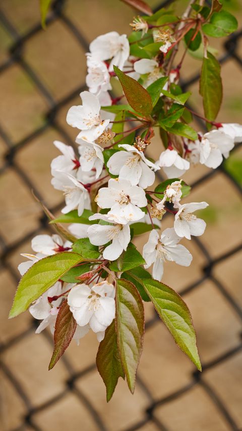 Download wallpaper 2160x3840 apple tree, flowers, branch, leaves, petals samsung galaxy s4, s5, note, sony xperia z, z1, z2, z3, htc one, lenovo vibe hd background