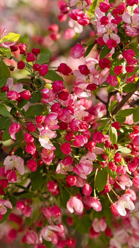 Download wallpaper 2160x3840 apple tree, flowers, buds, pink samsung galaxy s4, s5, note, sony xperia z, z1, z2, z3, htc one, lenovo vibe hd background
