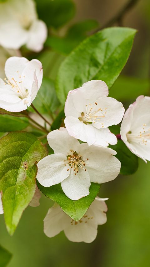 Download wallpaper 2160x3840 apple tree, flowers, petals, branch, leaves, white, green samsung galaxy s4, s5, note, sony xperia z, z1, z2, z3, htc one, lenovo vibe hd background