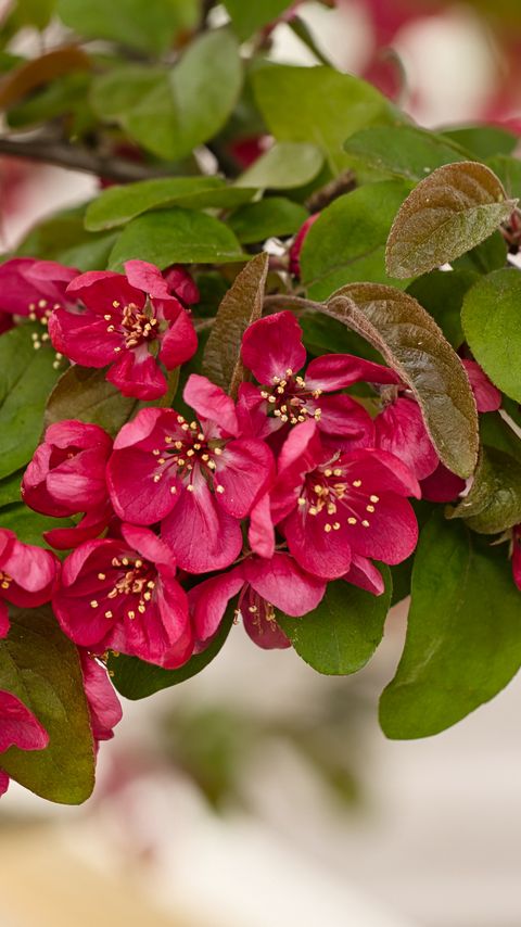 Download wallpaper 2160x3840 apple tree, flowers, stamens, blossom, pink samsung galaxy s4, s5, note, sony xperia z, z1, z2, z3, htc one, lenovo vibe hd background