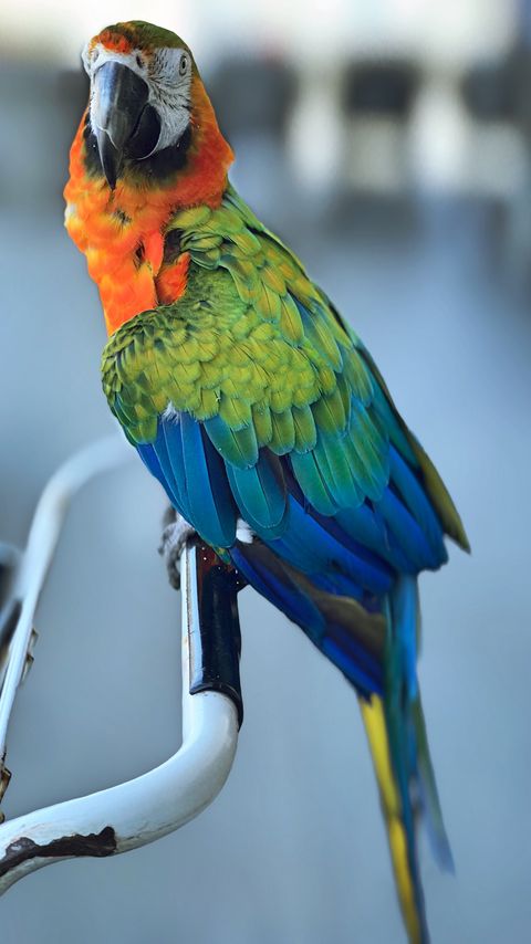 Download wallpaper 2160x3840 ara, parrot, beak, bird samsung galaxy s4, s5, note, sony xperia z, z1, z2, z3, htc one, lenovo vibe hd background