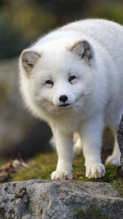 Download wallpaper 2160x3840 arctic fox, animal, wildlife, white samsung galaxy s4, s5, note, sony xperia z, z1, z2, z3, htc one, lenovo vibe hd background