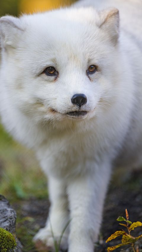 Download wallpaper 2160x3840 arctic fox, fox, animal, glance, furry, wildlife samsung galaxy s4, s5, note, sony xperia z, z1, z2, z3, htc one, lenovo vibe hd background