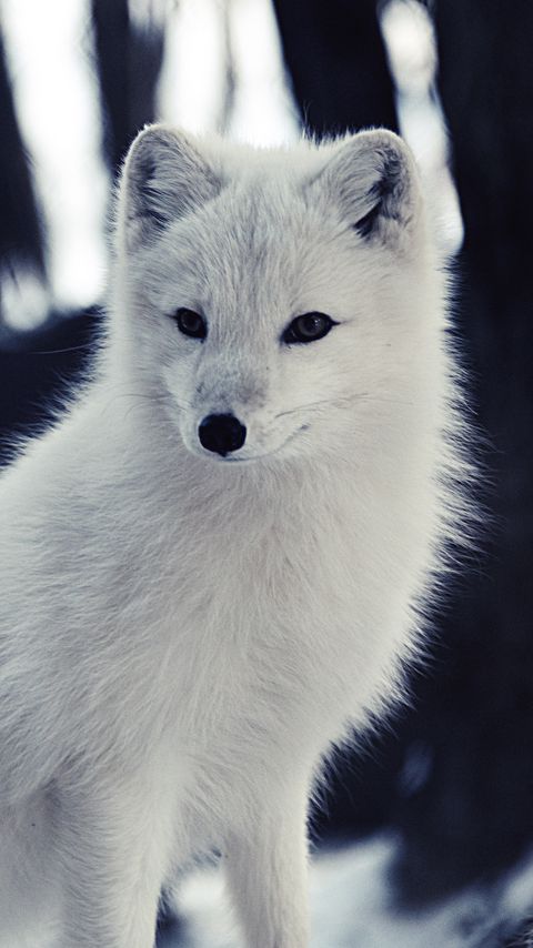 Download wallpaper 2160x3840 arctic fox, wildlife, animal samsung galaxy s4, s5, note, sony xperia z, z1, z2, z3, htc one, lenovo vibe hd background
