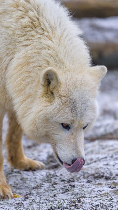 Download wallpaper 2160x3840 arctic wolf, protruding tongue, predator, animal, snow, white samsung galaxy s4, s5, note, sony xperia z, z1, z2, z3, htc one, lenovo vibe hd background