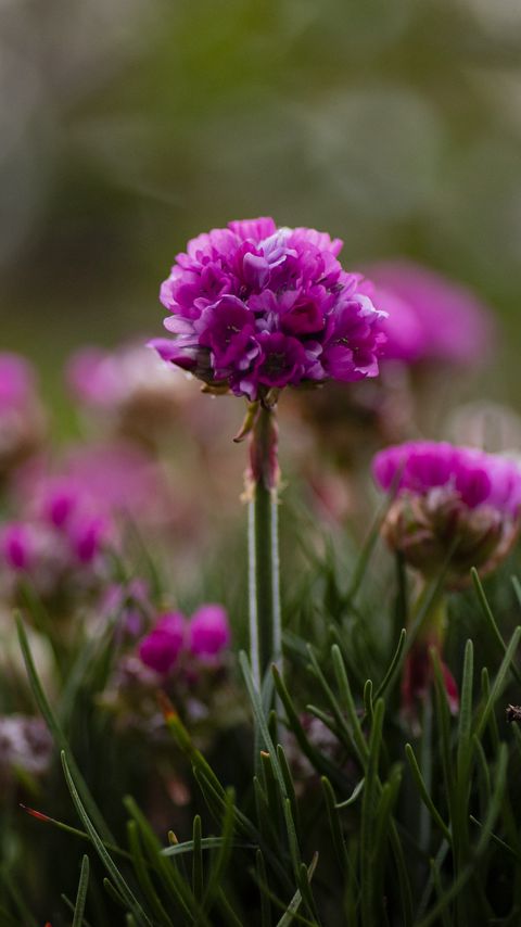 Download wallpaper 2160x3840 armeria, flowers, grass, blur samsung galaxy s4, s5, note, sony xperia z, z1, z2, z3, htc one, lenovo vibe hd background