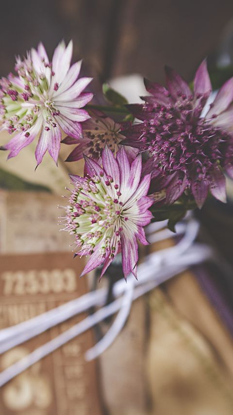 Download wallpaper 2160x3840 astrantia, petals, flowers, bouquet samsung galaxy s4, s5, note, sony xperia z, z1, z2, z3, htc one, lenovo vibe hd background
