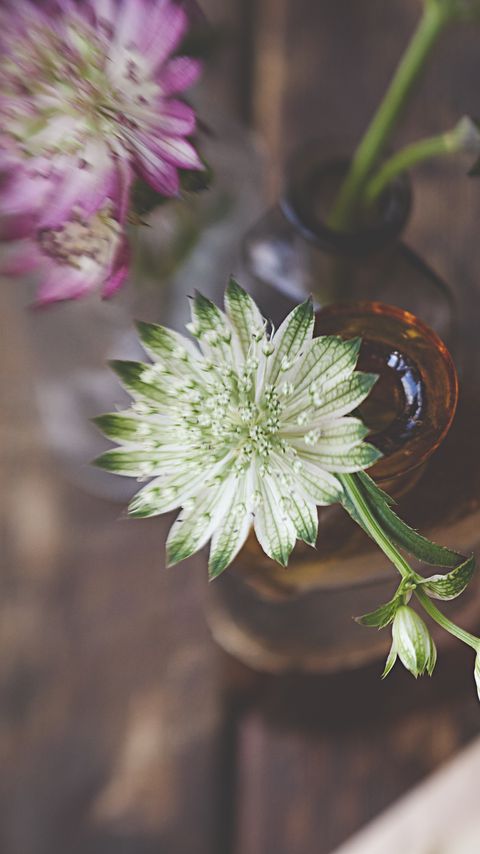 Download wallpaper 2160x3840 astrantia, petals, flowers, vase samsung galaxy s4, s5, note, sony xperia z, z1, z2, z3, htc one, lenovo vibe hd background