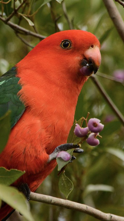 Download wallpaper 2160x3840 australian king parrot, bird, red samsung galaxy s4, s5, note, sony xperia z, z1, z2, z3, htc one, lenovo vibe hd background