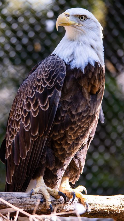 Download wallpaper 2160x3840 bald eagle, bird, beak samsung galaxy s4, s5, note, sony xperia z, z1, z2, z3, htc one, lenovo vibe hd background
