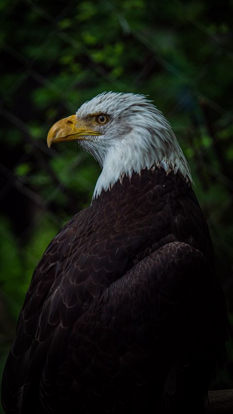 Download wallpaper 2160x3840 bald eagle, bird, beak, blur samsung galaxy s4, s5, note, sony xperia z, z1, z2, z3, htc one, lenovo vibe hd background