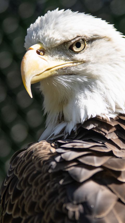 Download wallpaper 2160x3840 bald eagle, blur, bird, beak samsung galaxy s4, s5, note, sony xperia z, z1, z2, z3, htc one, lenovo vibe hd background