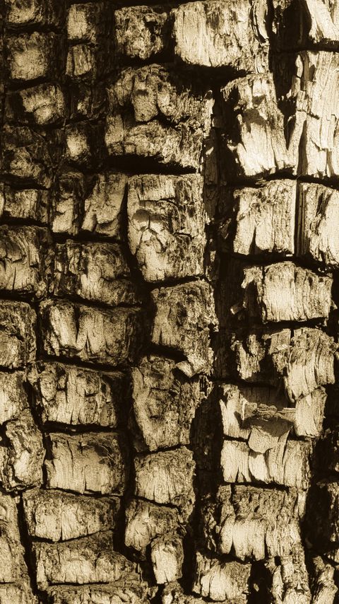Download wallpaper 2160x3840 bark, tree, texture samsung galaxy s4, s5, note, sony xperia z, z1, z2, z3, htc one, lenovo vibe hd background