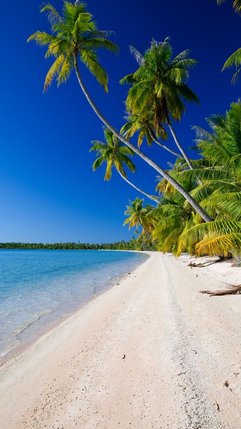 Download wallpaper 2160x3840 beach, palm trees, ocean, coast, tropics samsung galaxy s4, s5, note, sony xperia z, z1, z2, z3, htc one, lenovo vibe hd background