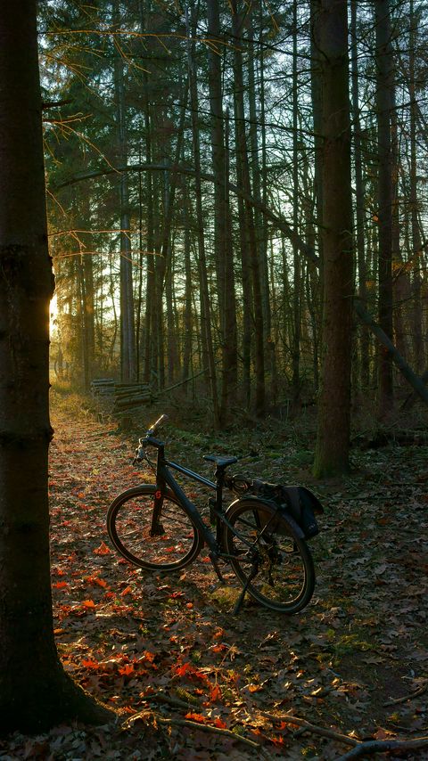 Download wallpaper 2160x3840 bicycle, forest, trees, leaves, dry, trail, nature samsung galaxy s4, s5, note, sony xperia z, z1, z2, z3, htc one, lenovo vibe hd background