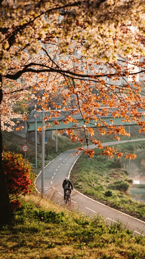 Download wallpaper 2160x3840 bicycle, man, helmet, road, trees samsung galaxy s4, s5, note, sony xperia z, z1, z2, z3, htc one, lenovo vibe hd background
