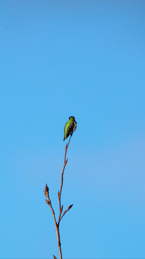 Download wallpaper 2160x3840 bird, branch, sky, minimalism samsung galaxy s4, s5, note, sony xperia z, z1, z2, z3, htc one, lenovo vibe hd background