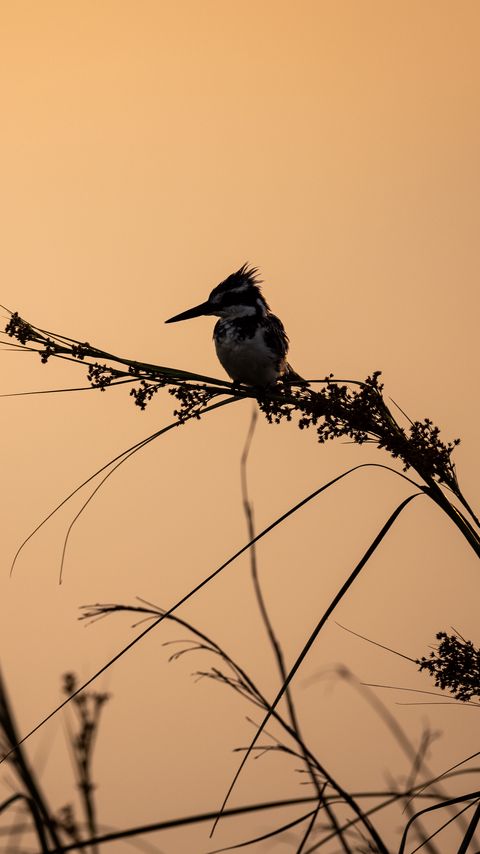 Download wallpaper 2160x3840 bird, branches, grass, silhouettes, nature samsung galaxy s4, s5, note, sony xperia z, z1, z2, z3, htc one, lenovo vibe hd background