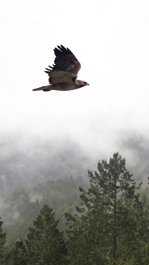Download wallpaper 2160x3840 bird, flight, forest, trees, fog samsung galaxy s4, s5, note, sony xperia z, z1, z2, z3, htc one, lenovo vibe hd background