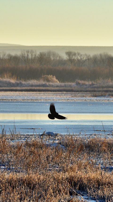 Download wallpaper 2160x3840 bird, flight, river, grass samsung galaxy s4, s5, note, sony xperia z, z1, z2, z3, htc one, lenovo vibe hd background