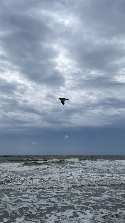 Download wallpaper 2160x3840 bird, sky, flight, sea samsung galaxy s4, s5, note, sony xperia z, z1, z2, z3, htc one, lenovo vibe hd background