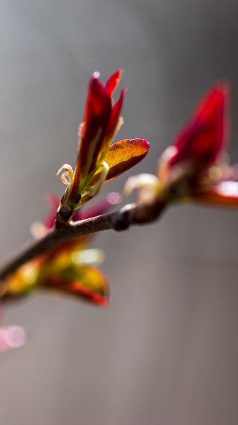 Download wallpaper 2160x3840 branch, buds, flower, blur, macro samsung galaxy s4, s5, note, sony xperia z, z1, z2, z3, htc one, lenovo vibe hd background