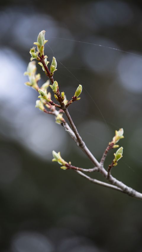 Download wallpaper 2160x3840 branch, buds, spring, macro samsung galaxy s4, s5, note, sony xperia z, z1, z2, z3, htc one, lenovo vibe hd background
