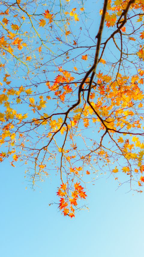 Download wallpaper 2160x3840 branch, maple, autumn, sky samsung galaxy s4, s5, note, sony xperia z, z1, z2, z3, htc one, lenovo vibe hd background
