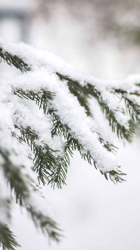 Download wallpaper 2160x3840 branch, needles, snow, macro samsung galaxy s4, s5, note, sony xperia z, z1, z2, z3, htc one, lenovo vibe hd background