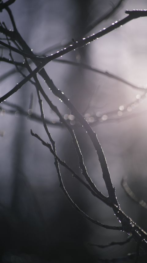 Download wallpaper 2160x3840 branches, blur, light, macro samsung galaxy s4, s5, note, sony xperia z, z1, z2, z3, htc one, lenovo vibe hd background