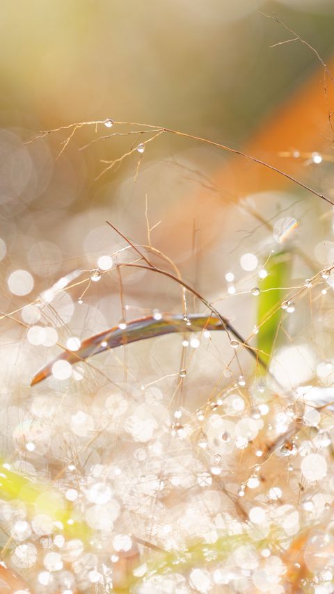Download wallpaper 2160x3840 branches, leaves, bokeh, light, macro samsung galaxy s4, s5, note, sony xperia z, z1, z2, z3, htc one, lenovo vibe hd background